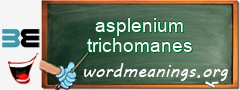 WordMeaning blackboard for asplenium trichomanes